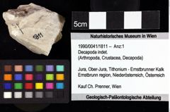 Foto (Objket + Etiketten) von Goniodromites bidentatus (Reuss, 1858) 